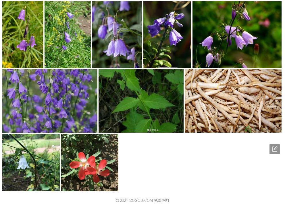 狭长花沙参照片和图片/