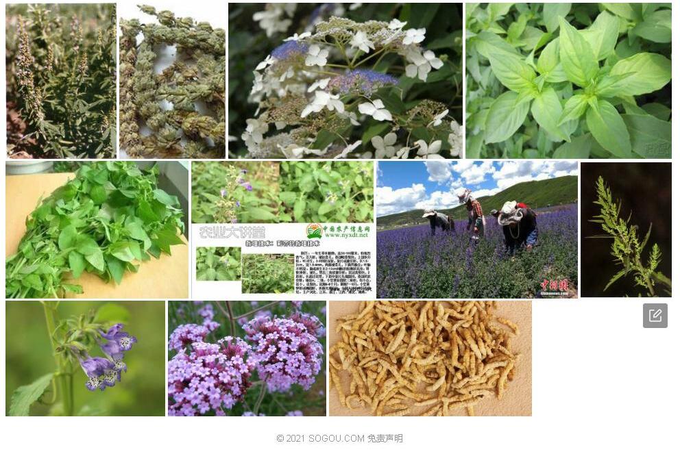 狭齿松潘荆芥照片和图片/