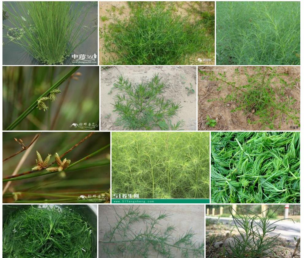 猪毛草照片和图片/