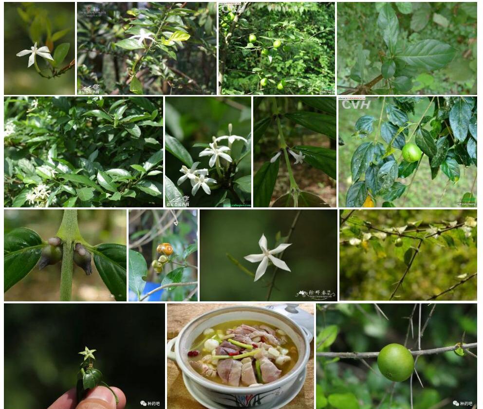 猪肚木照片和图片/