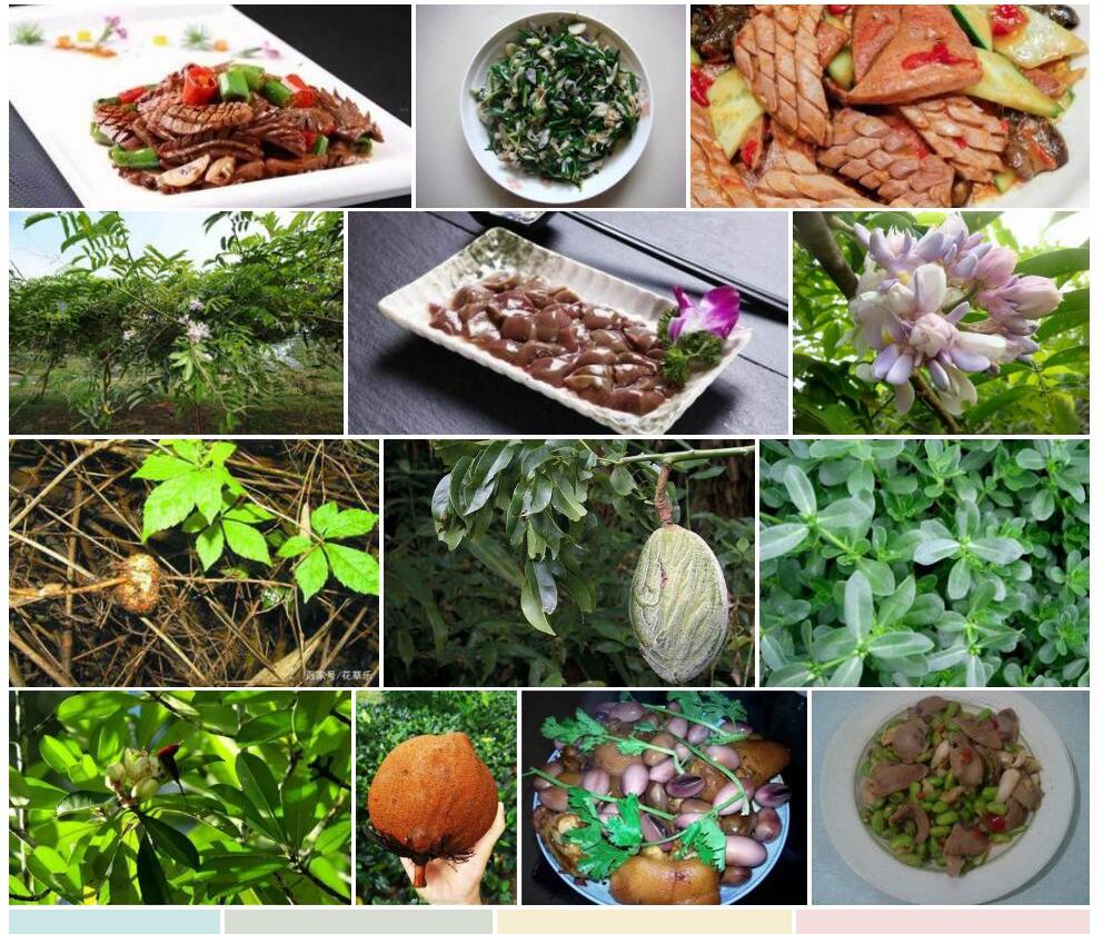 猪腰豆照片和图片/