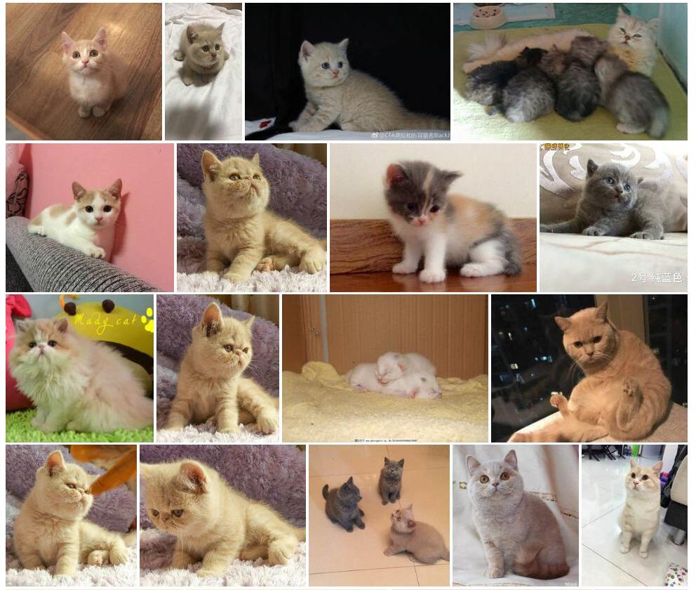 猫乳照片和图片/