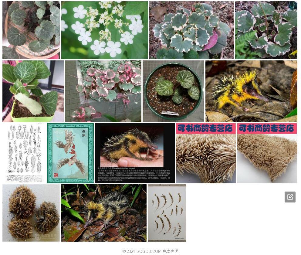 猬状虎耳草照片和图片/