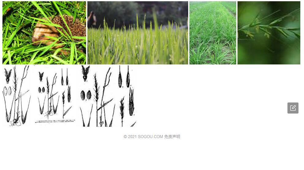 猬草照片和图片/