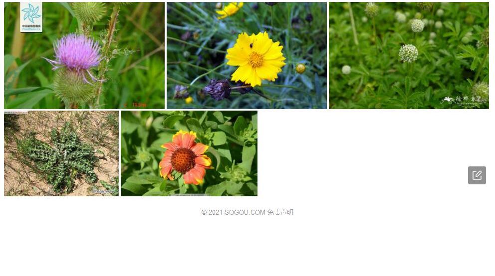 猬菊照片和图片/