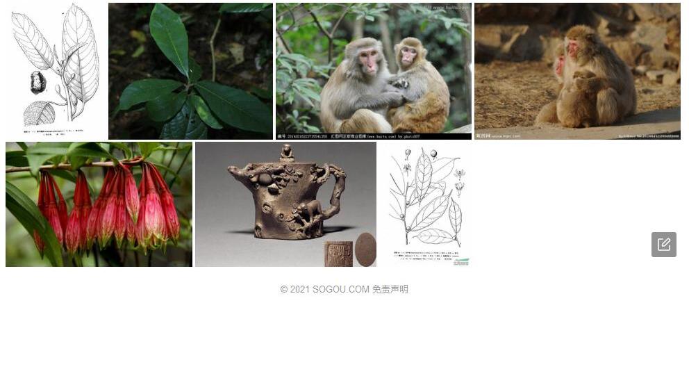 猴子瘿袋照片和图片/