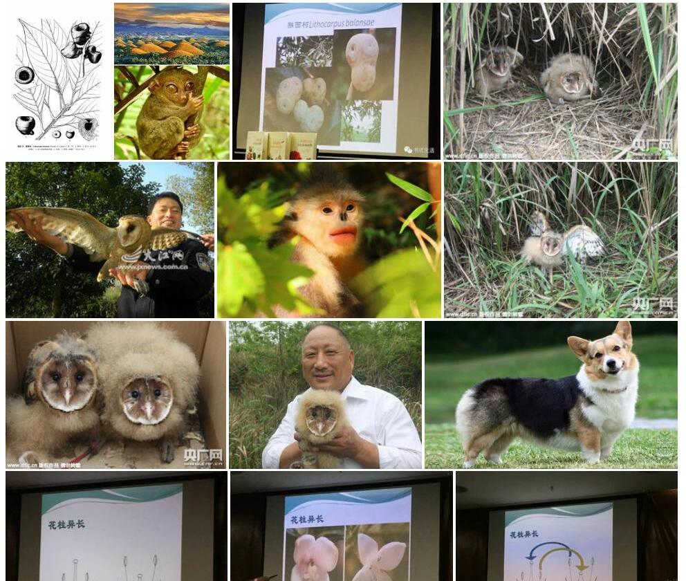 猴面柯照片和图片/