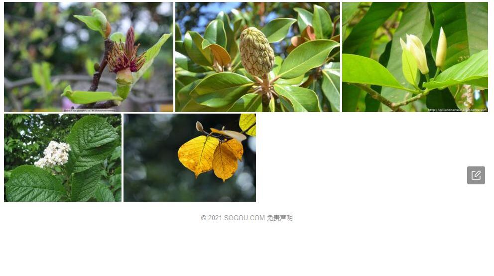 玉兰叶木姜子照片和图片/