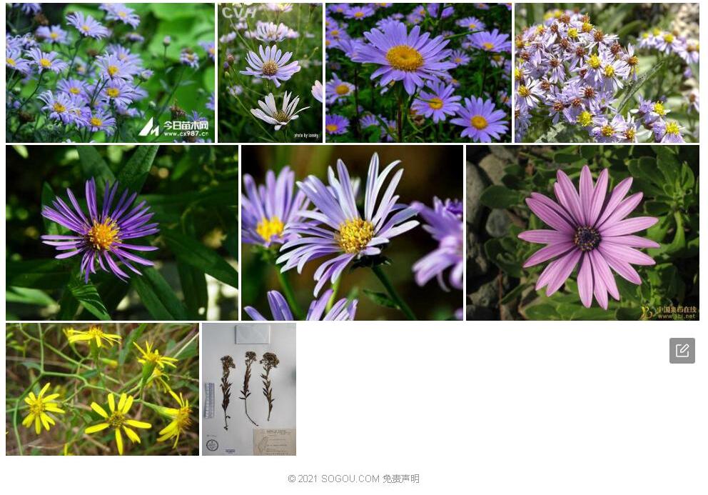 玉山紫菀照片和图片/