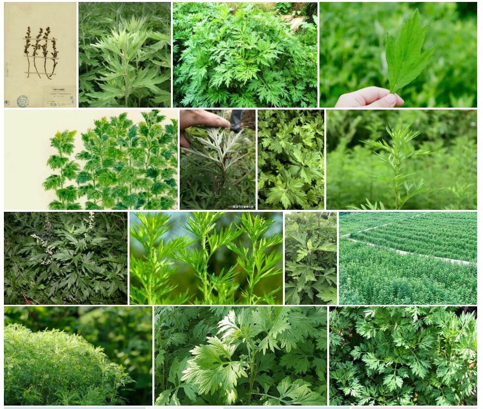 玉山艾照片和图片/