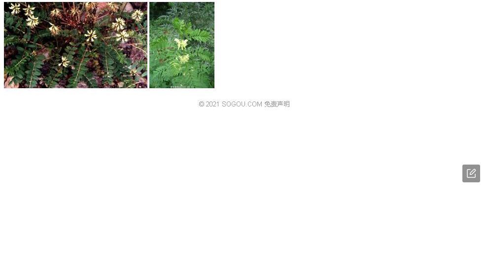 玉门黄耆照片和图片/