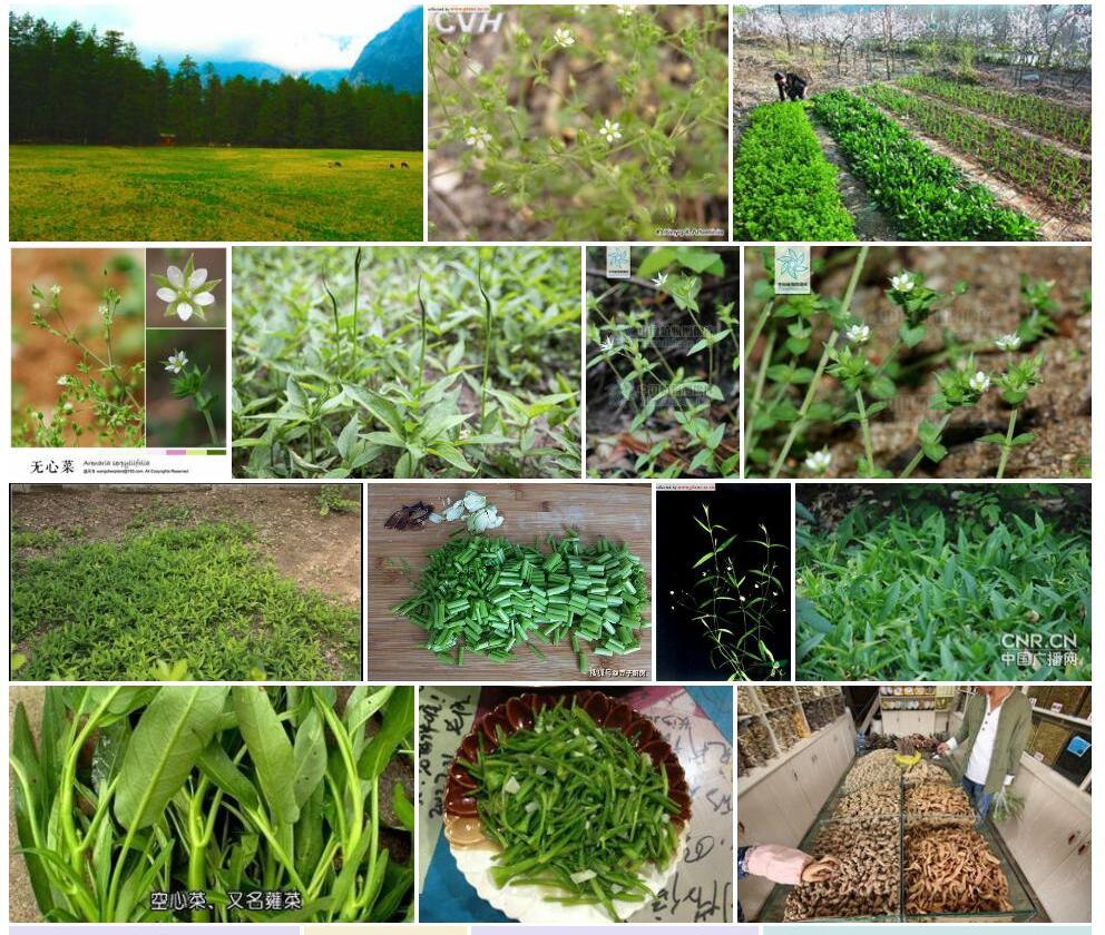 玉龙山无心菜照片和图片/