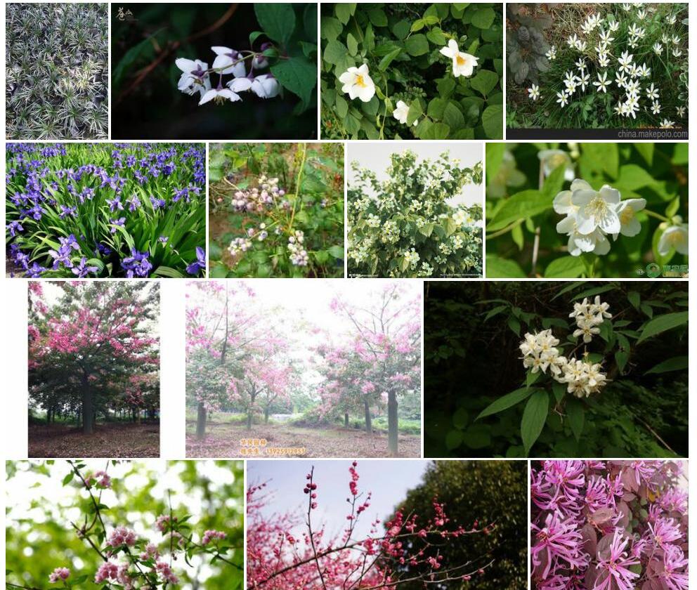 玉龙山梅花草照片和图片/