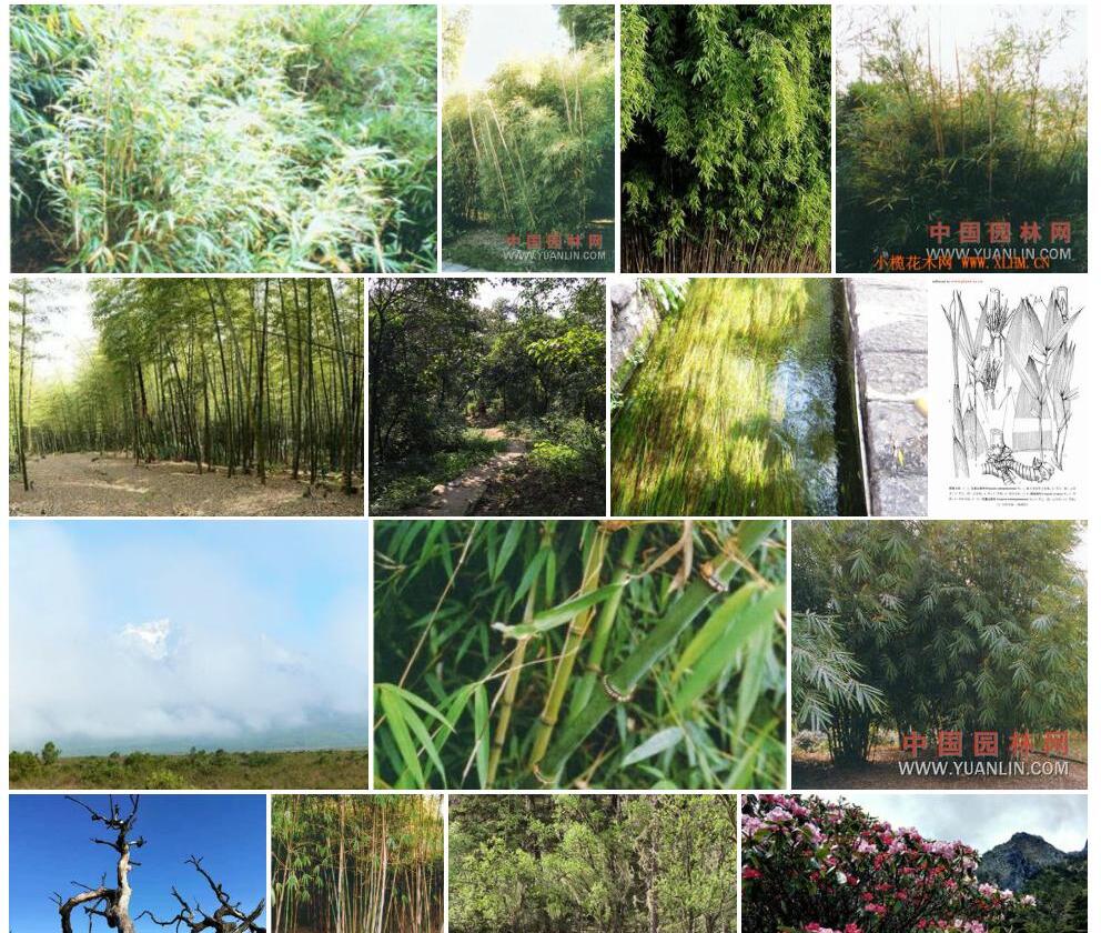 玉龙山箭竹照片和图片/