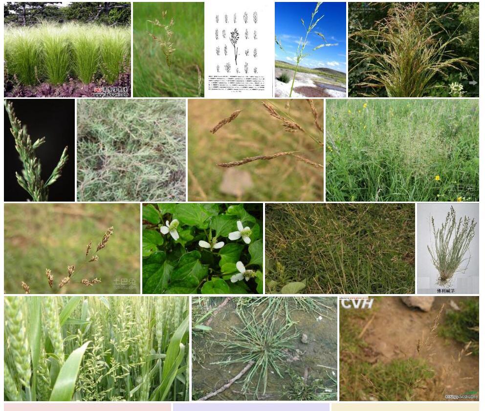 玖花碱茅照片和图片/