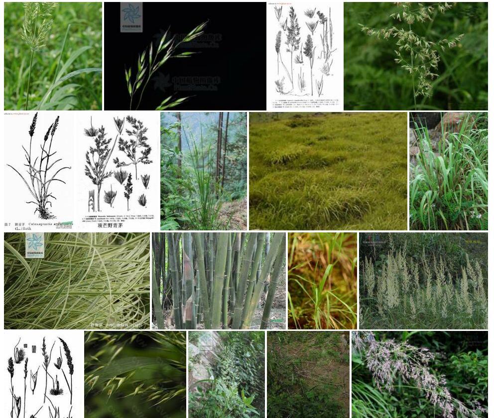 玫红野青茅照片和图片/