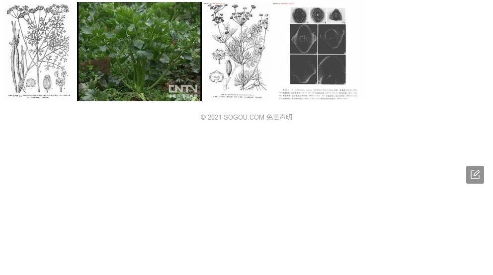 环根芹照片和图片/