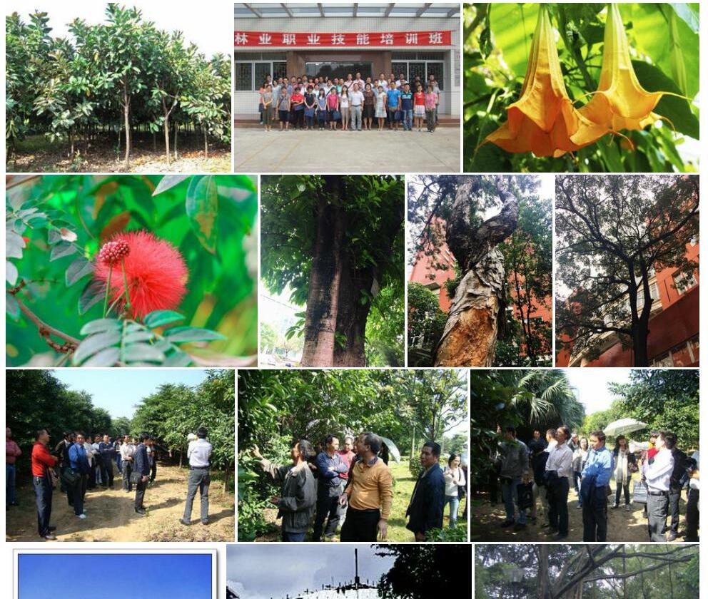 环纹榕照片和图片/
