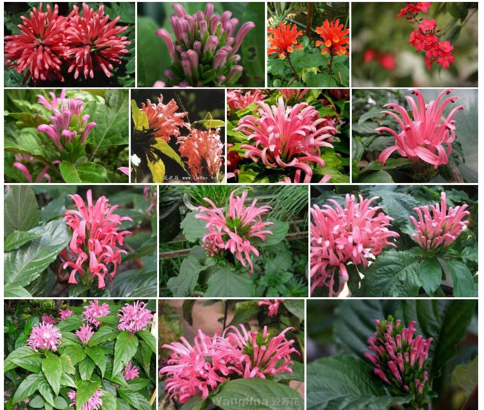 珊瑚花照片和图片/