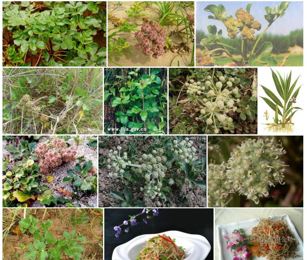 珊瑚菜照片和图片/