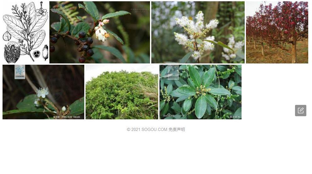 珠仔树照片和图片/