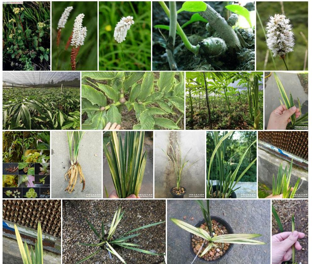 珠芽八宝照片和图片/