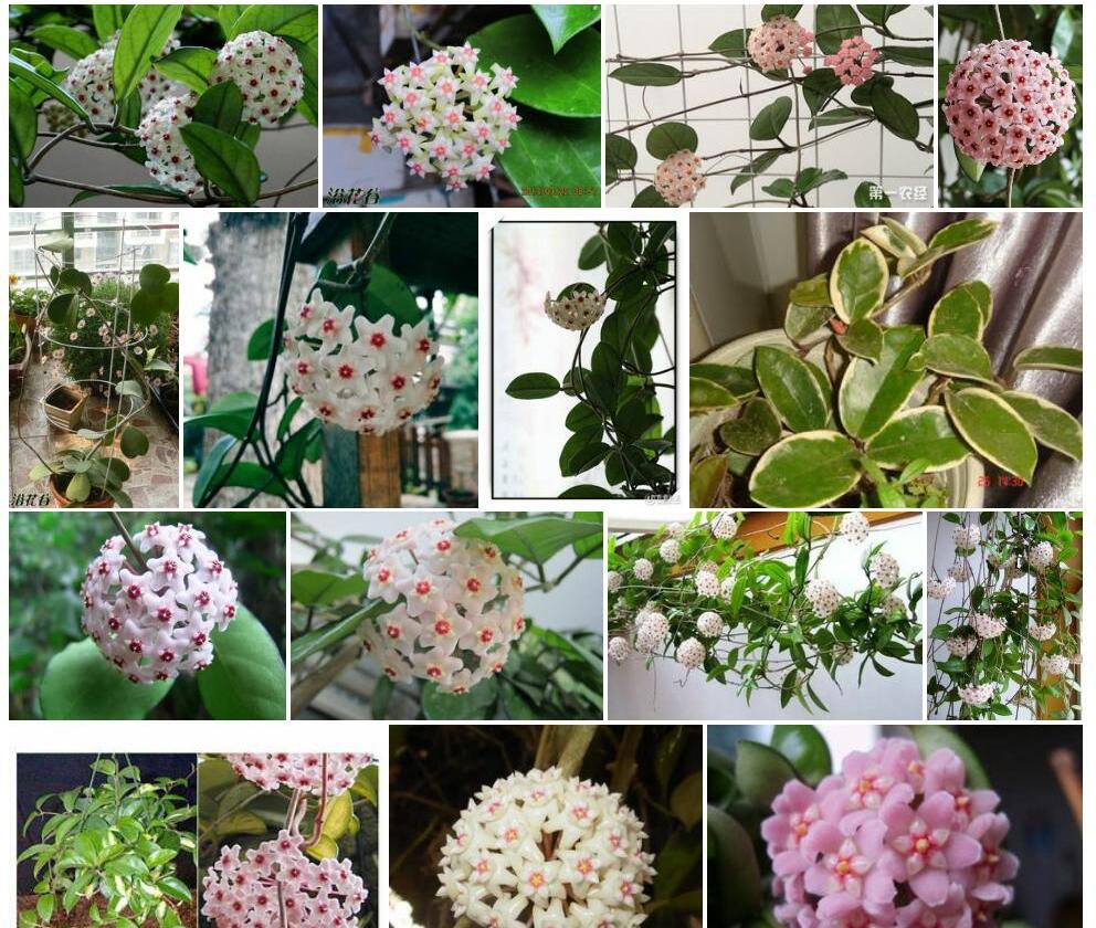 球兰照片和图片/
