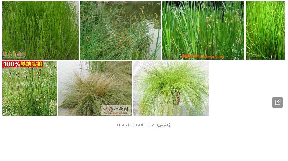 球头灯心草照片和图片/