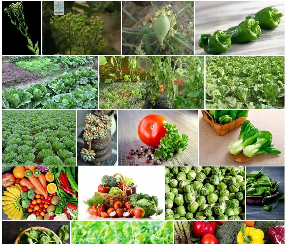 球果群心菜照片和图片/