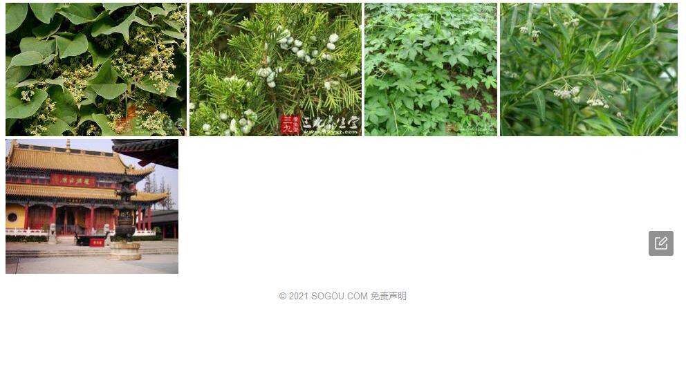 球果藤照片和图片/