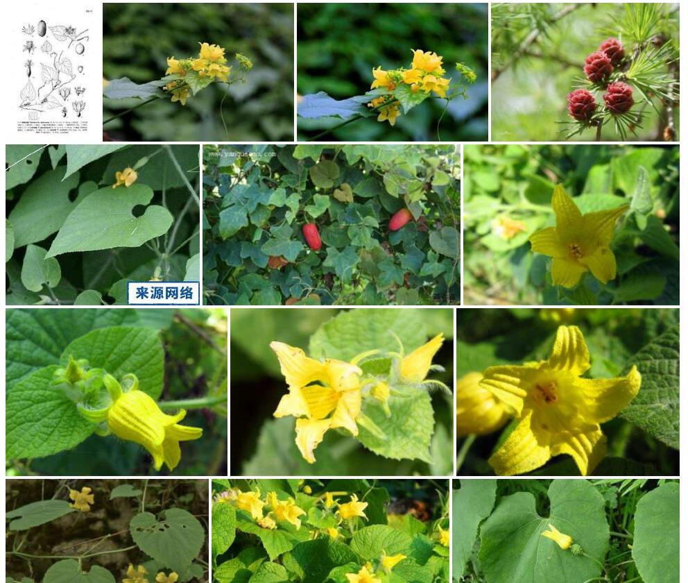 球果赤瓟照片和图片/