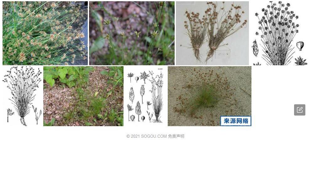 球柱草照片和图片/