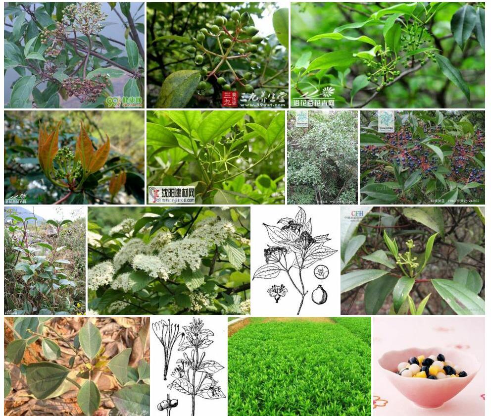 球核荚蒾照片和图片/