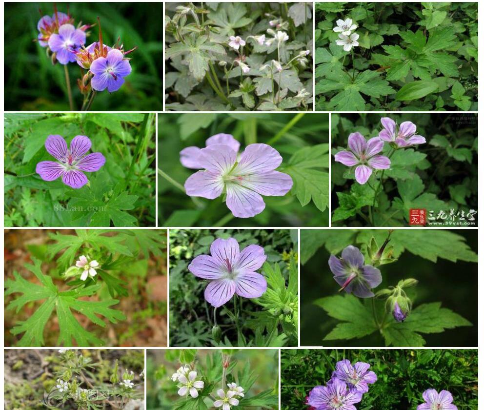 球根老鹳草照片和图片/