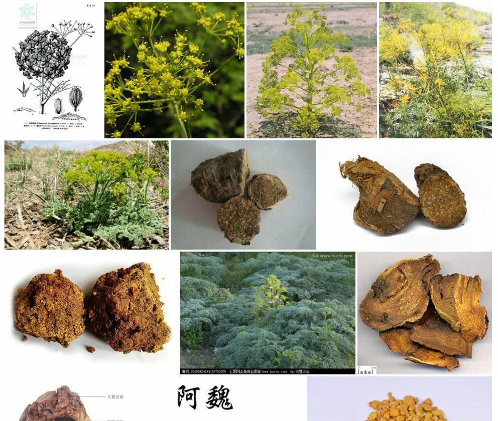 球根阿魏照片和图片/
