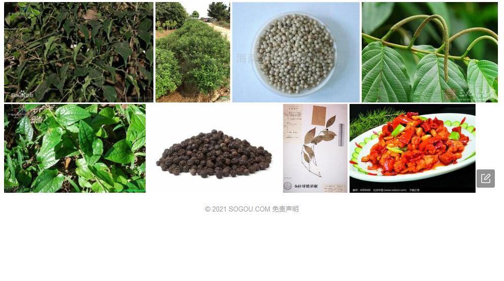球穗胡椒照片和图片/