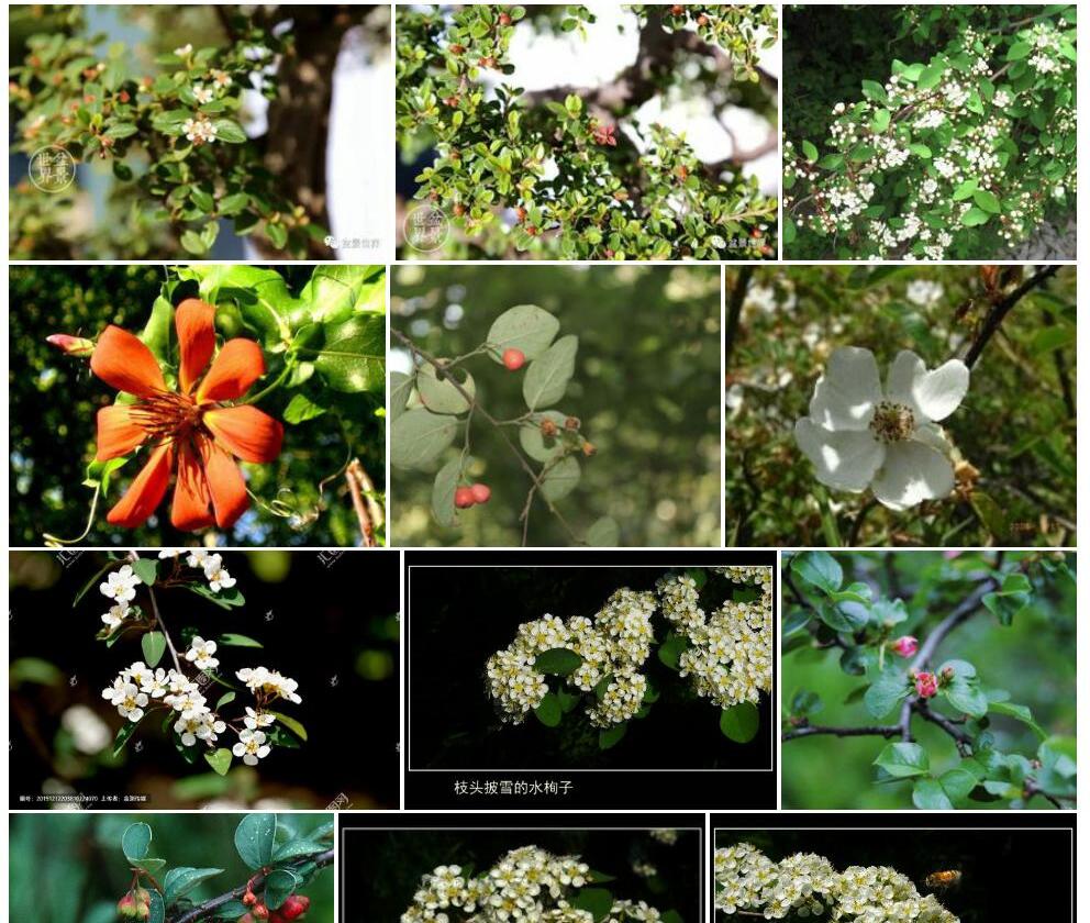 球花栒子照片和图片/
