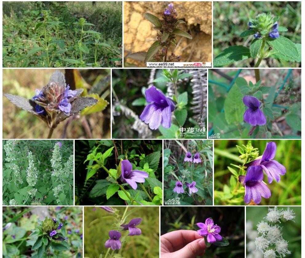球花毛麝香照片和图片/