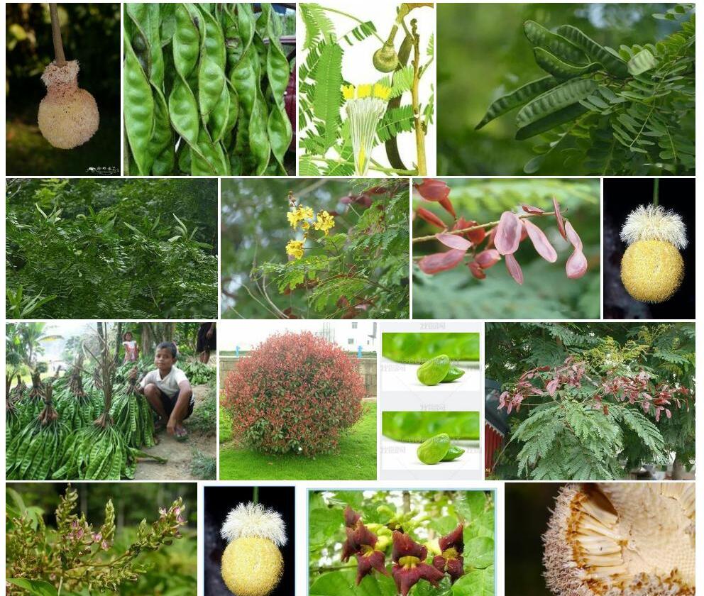 球花豆照片和图片/