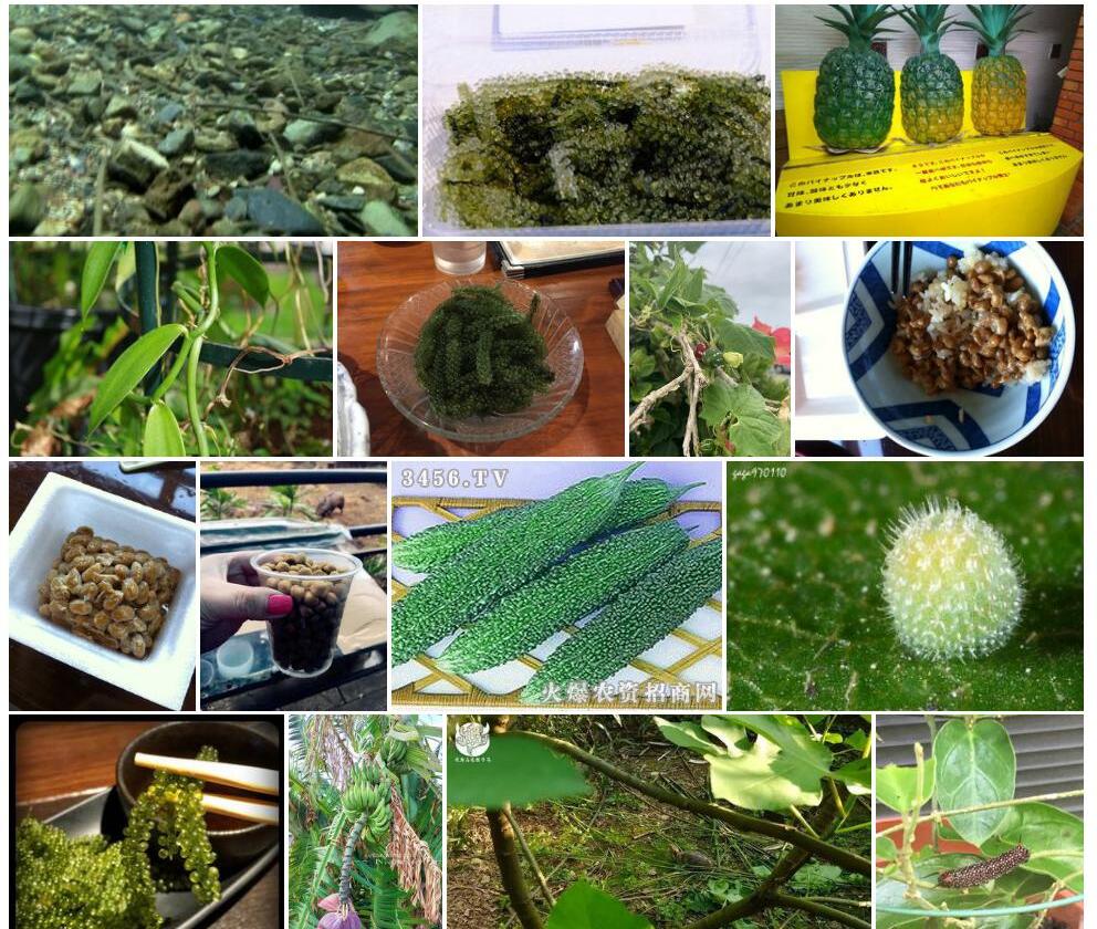 琉球豇豆照片和图片/