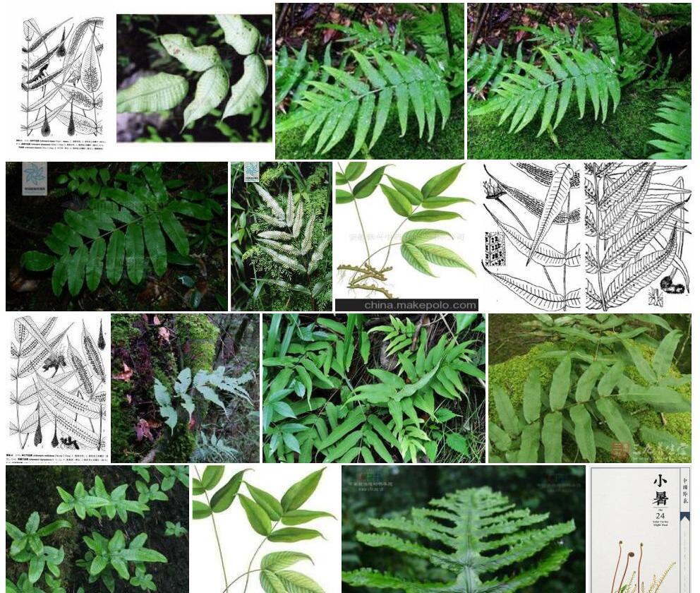 琉璃节肢蕨照片和图片/