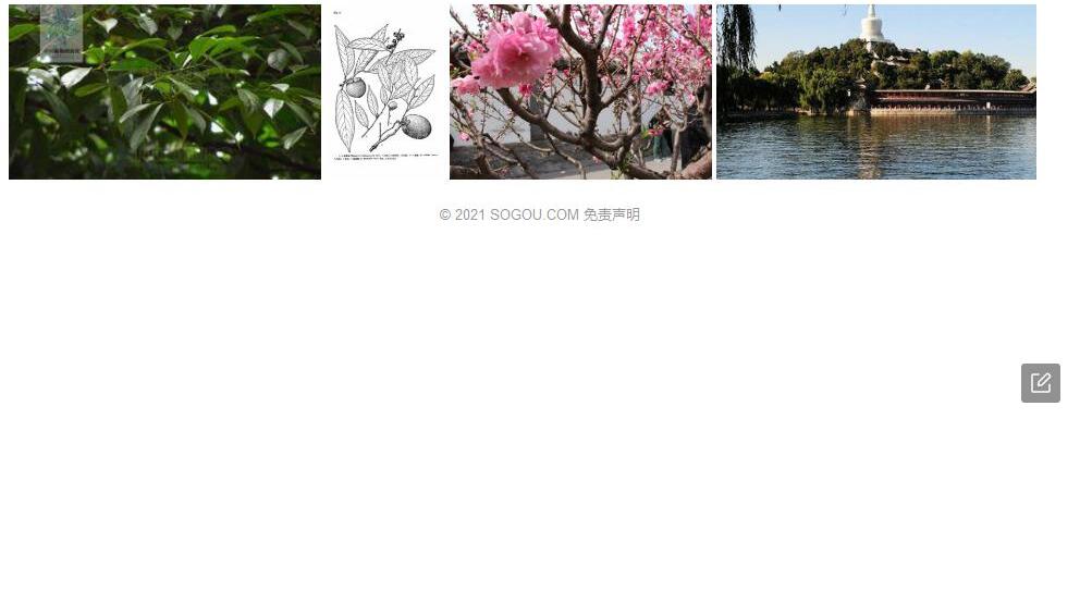 琼岛柿照片和图片/
