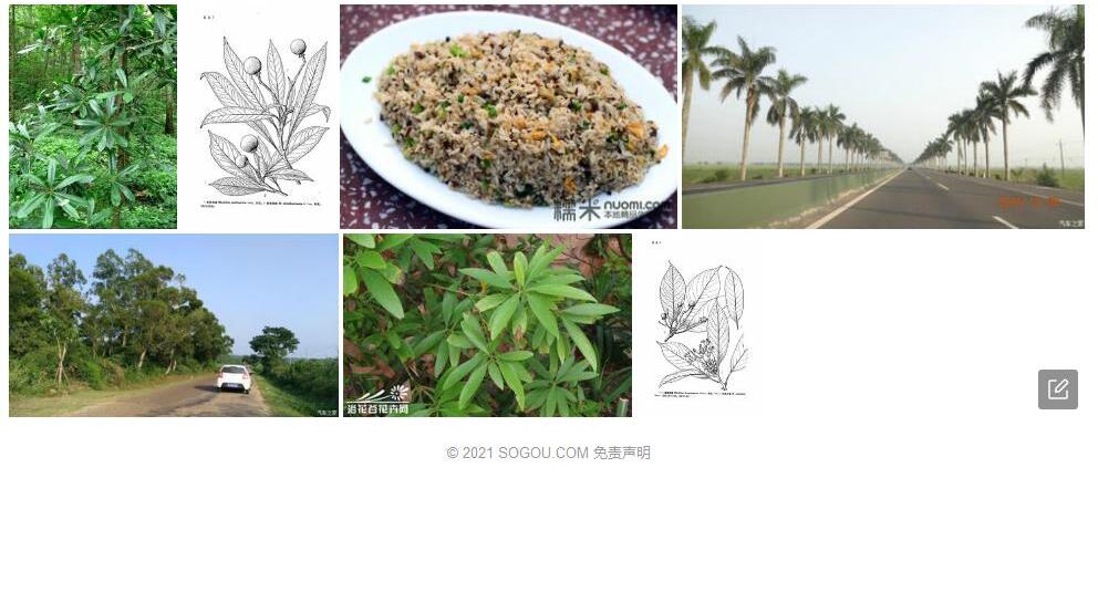 琼桂润楠照片和图片/