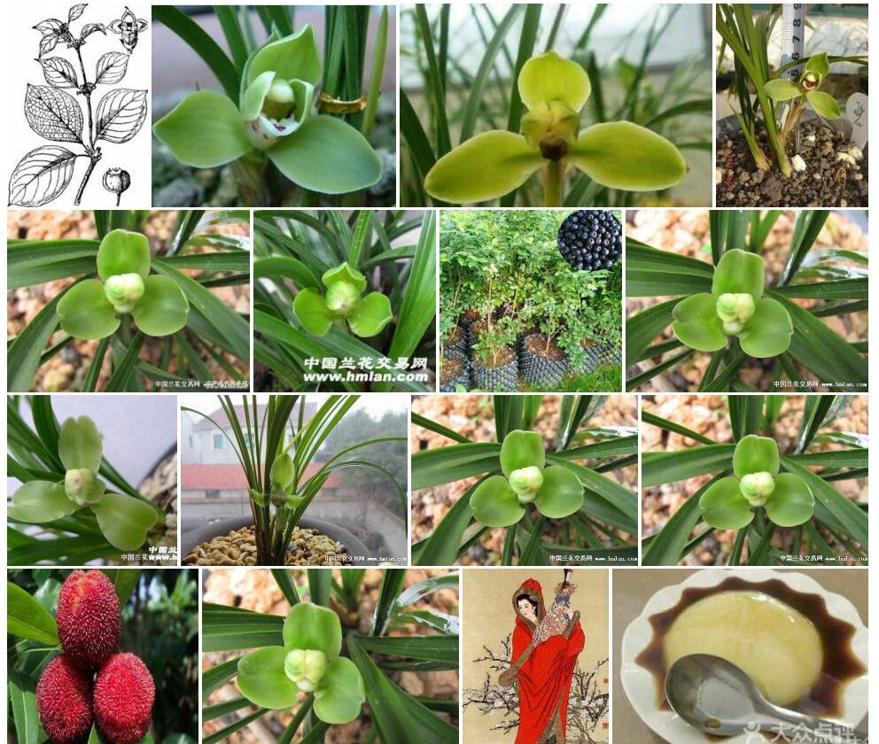 琼梅照片和图片/