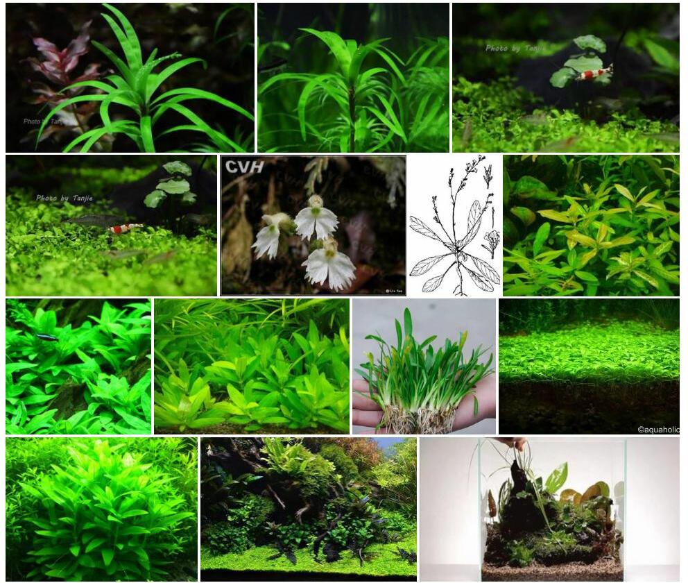 琼海叉柱花照片和图片/
