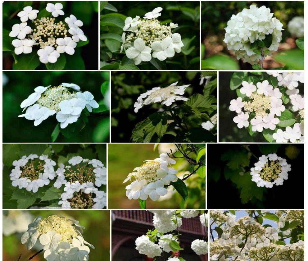 琼花照片和图片/