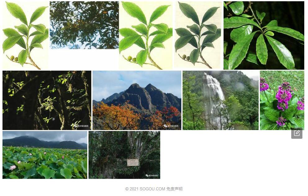 瑞丽山龙眼照片和图片/
