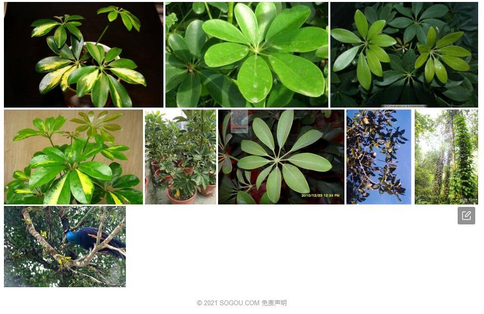 瑞丽鹅掌柴照片和图片/