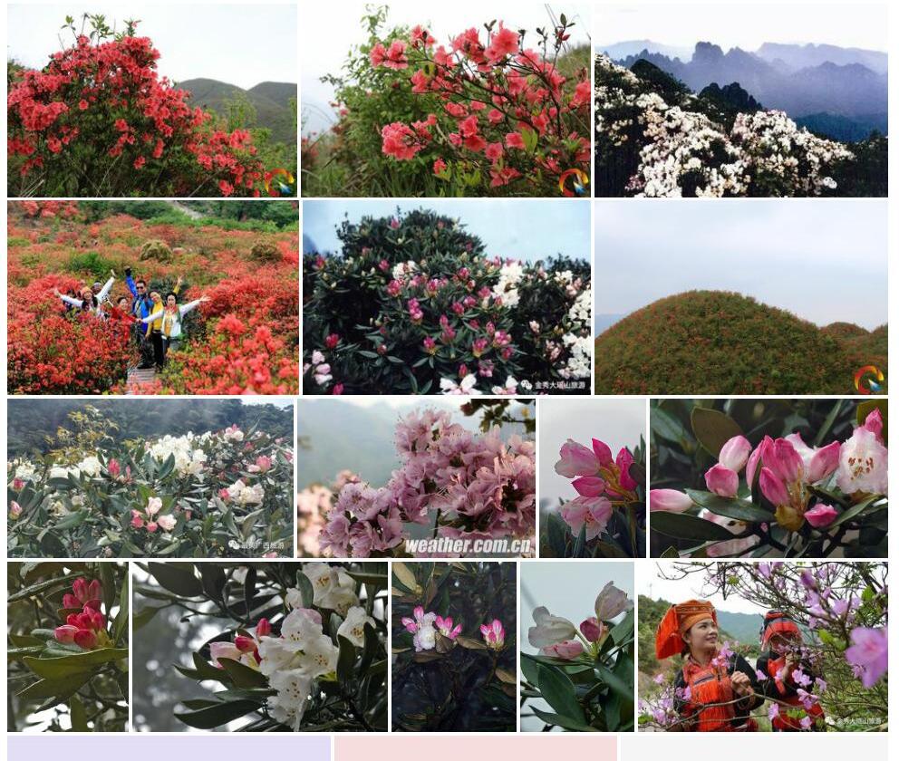 瑶山杜鹃照片和图片/