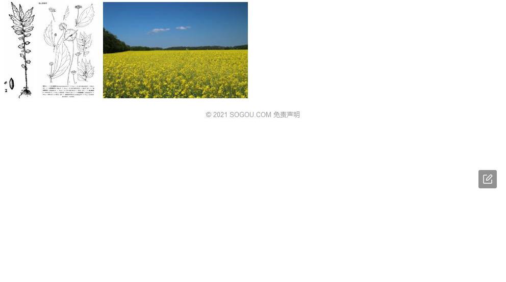 瑶山楼梯草照片和图片/